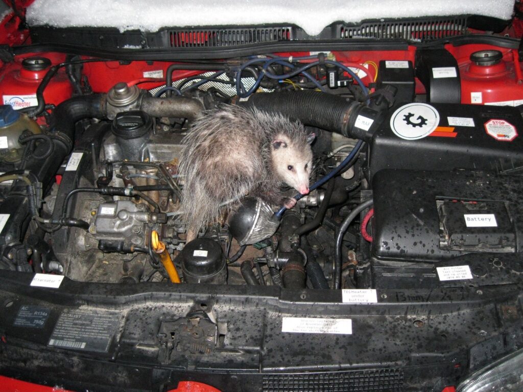 Rodents Nest in Car
